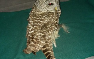Barred owls are very common in Maine and get hit by cars frequently