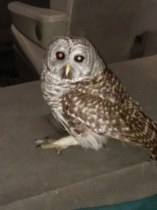 Barred owls are at risk